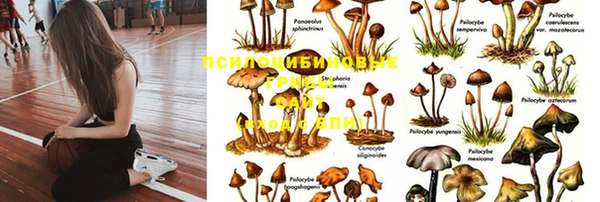 бошки Белокуриха